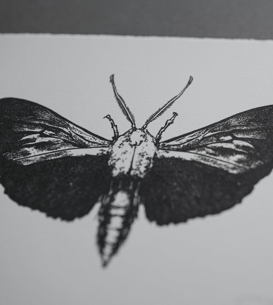 Moth 4 - Print