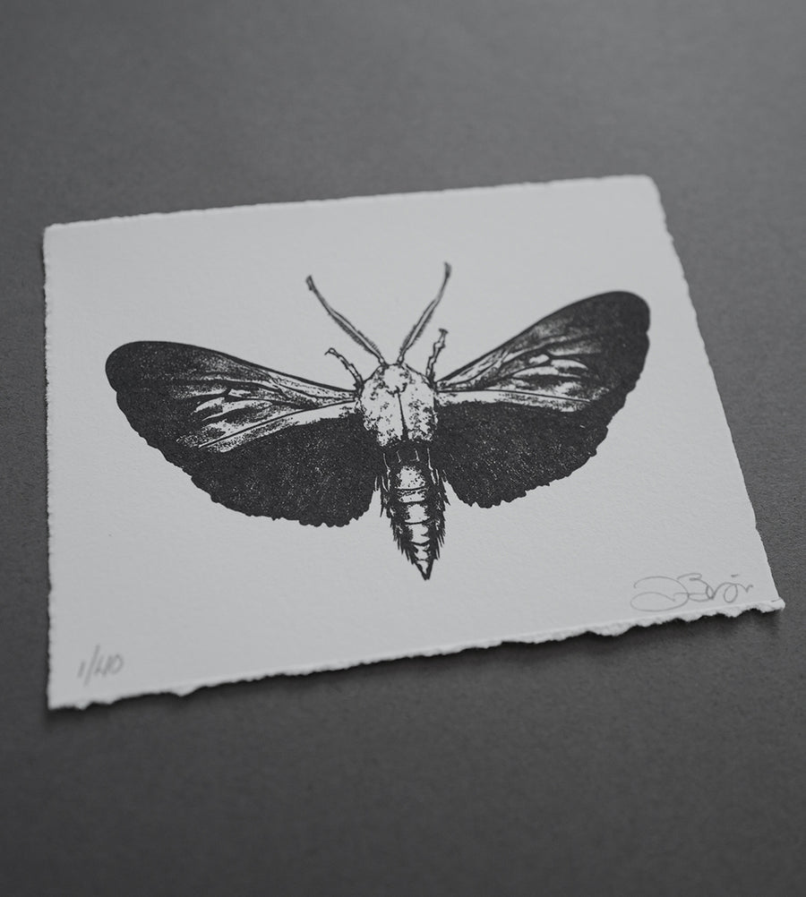 Moth 4 - Print