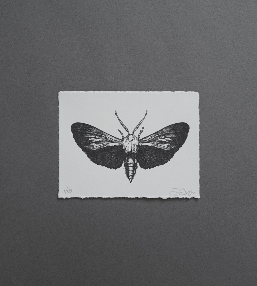 Moth 4 - Print