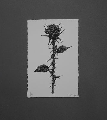 Sharp Rose - Print