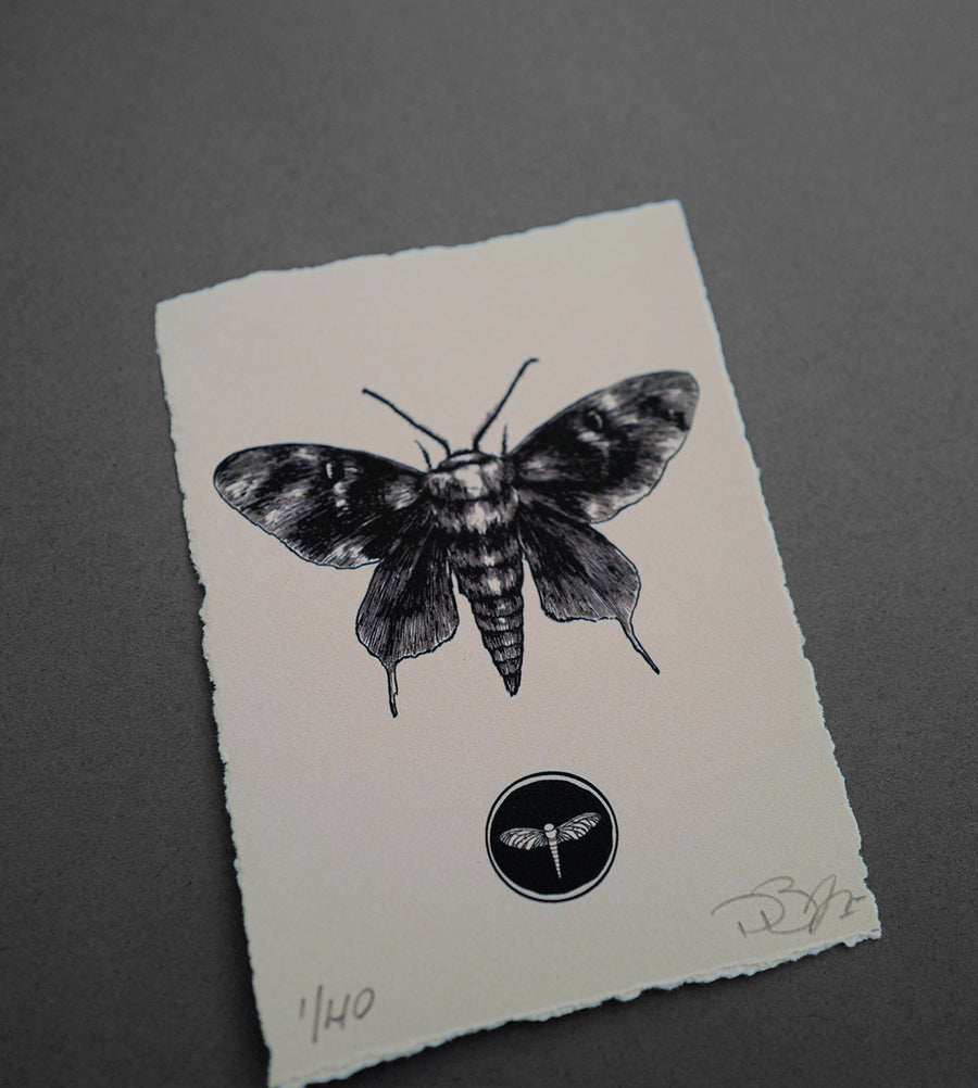 Moth 2 - Print