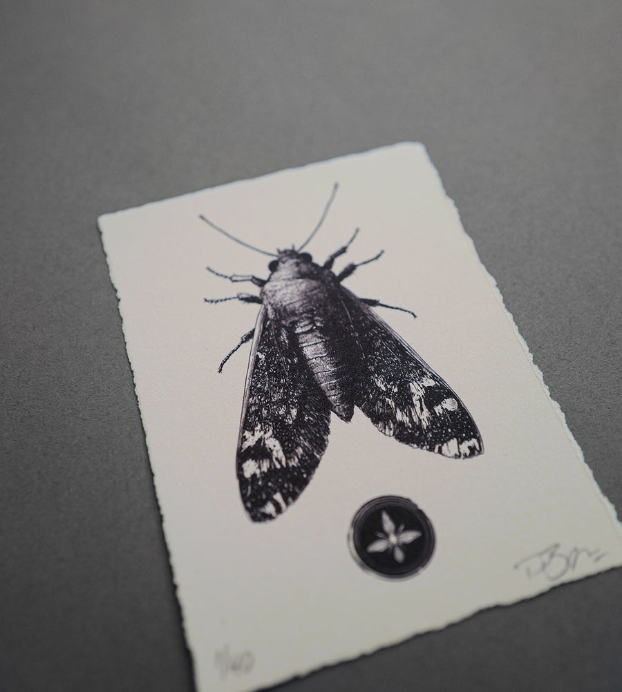 Moth 1 - Print