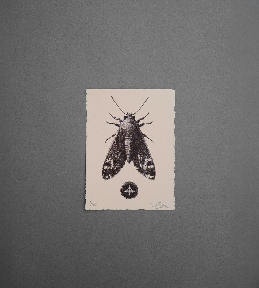 Moth 1 - Print