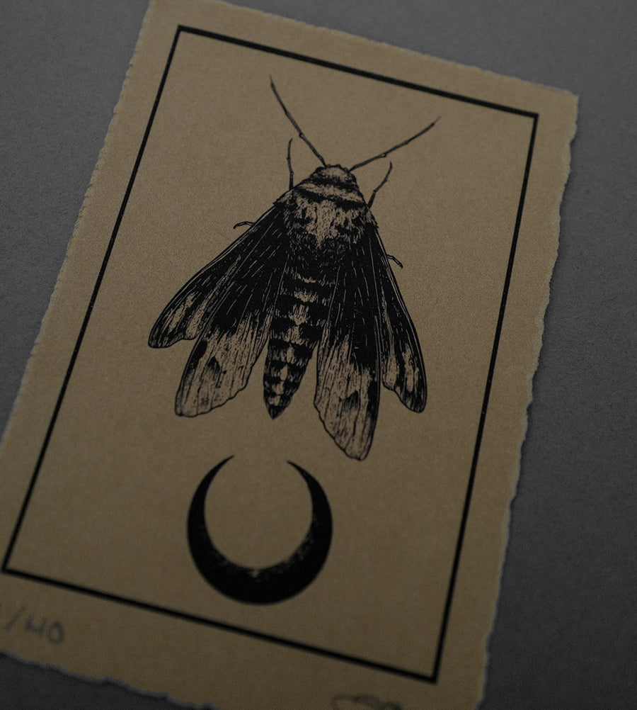 Moth 7  - High-Quality Print