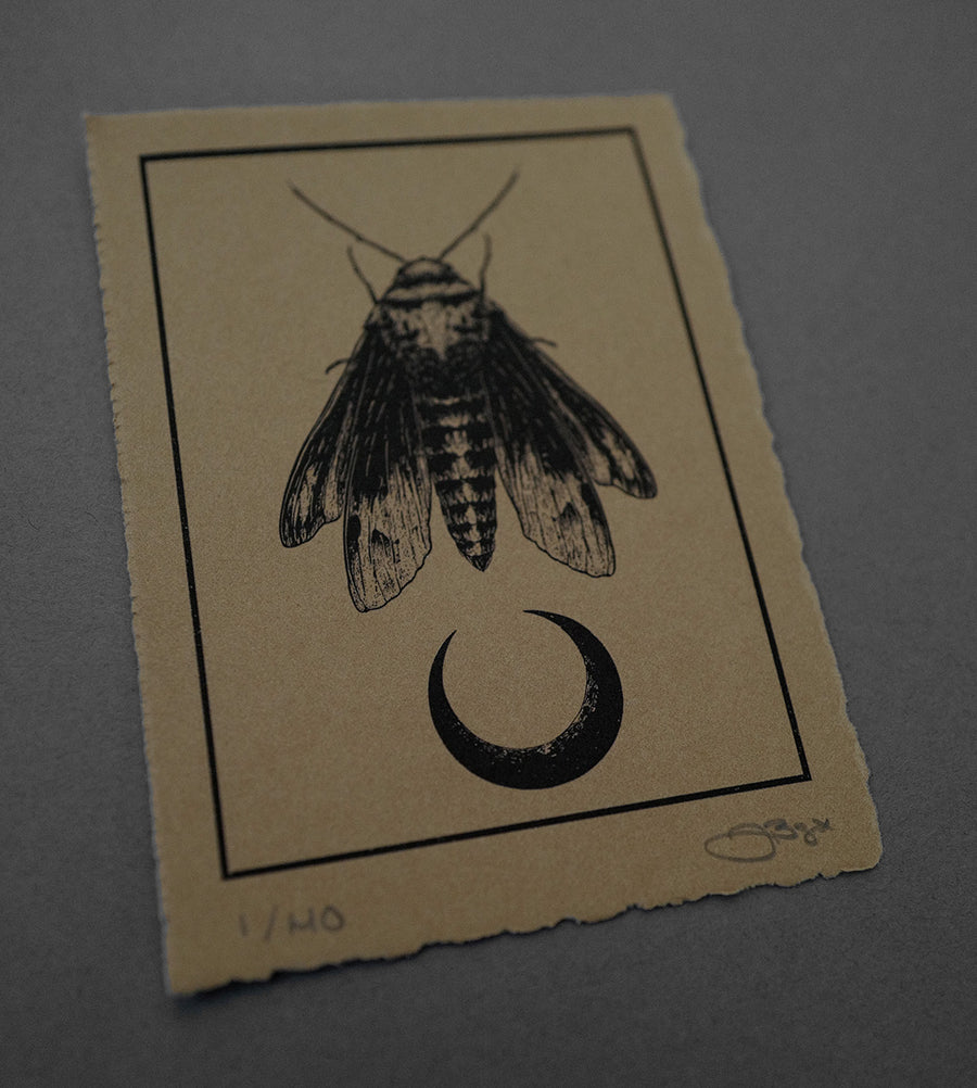 Moth 7  - High-Quality Print
