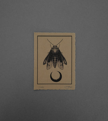 Moth 7  - High-Quality Print